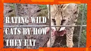 Rating Wild Cats by How They Eat - Keepers inside scoop