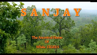 Sanjay : The Ancestral Home of White Tiger | Sanjay Tiger Reserve Documentary