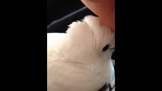 My pet dove