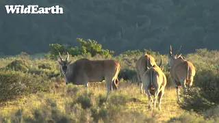 WildEarth - Sunset  Safari - 13 July 2022