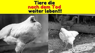 Tiere die nach dem Tod weiter leben ! Interessante und wahre Fakten rund um die Welt #shorts #fakten