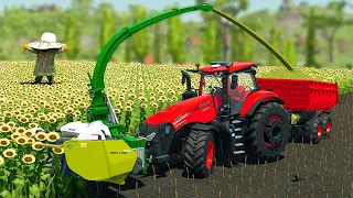 CUT SUNFLOWERS AND MAKE CHAFF WITH CASE FORAGE TRACTORS - Farming Simulator 22