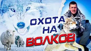 охота на волков .ВОЛКИ РАЗОРВАЛИ САЙГАКА! WOLFSJAGD!