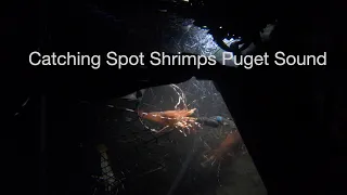 Catching Spot Shrimp with Gopro video