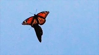 Butterflies Mating FYV