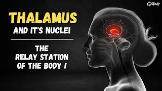 Brain Anatomy | Thalamus Anatomy and Function