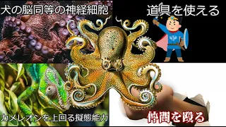 海の賢者と呼ばれるタコの神秘【天敵だらけのタコが生き残れた理由/ゆっくり解説】