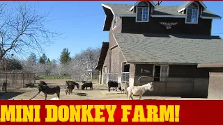 Gail's Miniature Donkey Ranch in Los Molinos CA