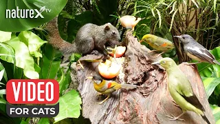 Bird and Squirrel for cats to watch 🐿️🦜 Calming nature sounds and bird chirping for your pet