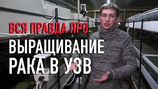 Вся правда про разведение австралийского рака в УЗВ