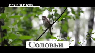 Гоголева Елена - Соловьи