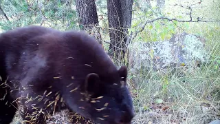 Black Bear Rearranges my Trail Camera