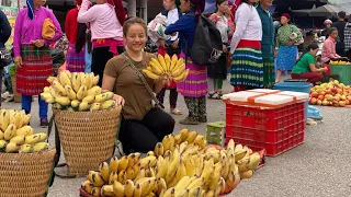 Harvesting ripe banana gardens to sell at highland markets