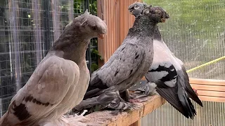 Узбекские голуби Pigeons الحمام Tauben  merpati کبوتر 鴿子 ハトkaʙūtar güvercinler porumbei 20/05/24