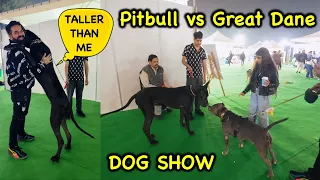 Pitbull vs Great Dane | PetFed Dog Show 2023