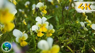 Beautiful Nature and wonderful spring flowers | Sounds of Nature with Singing Birds in the Forest