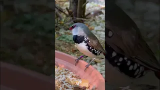 Diamond firetail Fonch | Owl Finch | Aviary Birds