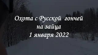 Охота с Русской гончей на зайца 1 января 2022