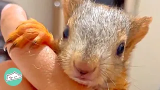 Baby Squirrel Was Abandoned By Previous Owners but Bonded with Woman | Cuddle Squirrels