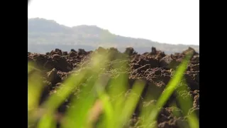 Оранка стерні соняшника НІХОЛОНДОМ