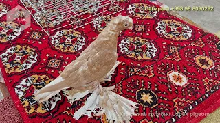 В гостях у ташкентского любителя голубей - Сабирака