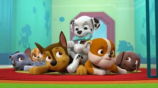 PAW Patrol | Marshall's Weekly Wipeouts! | Season 5 | Pups Go For The Gold