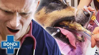 Extremely Satisfying Extractions 🤮😍 | Bondi Vet Compilation | Bondi Vet