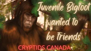 CC EPISODE 424 A JUVENILE BIGFOOT WANTED TO BE FRIENDS