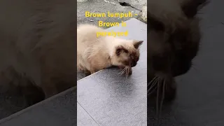 ]85] Brown lumpuh - Brown is paralyzed