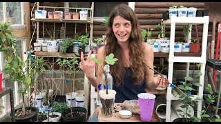 Greenhouse Notes: Rooting Fruit Tree Cuttings