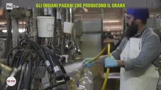 Gli indiani padani che producono il Grana - Nemo - Nessuno Escluso 25/05/2017
