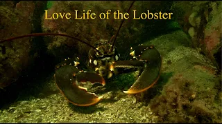 Love Life of the Lobster