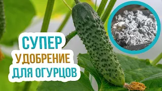 Подкормка огурцов древесной золой. Древесная зола как удобрение. Советы Евгения Силягина