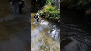 trout fishing ngongotaha