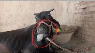Botulism in cow l symptoms of botulism l लाइलाज बीमारी I नो ट्रीटमेण्ट I dr umar khan