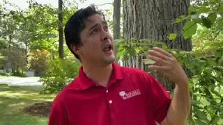 Cicadas & Tree Damage