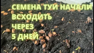 Семена туи начали всходить на 5ый день | РАЗМНОЖЕНИЕ ТУИ СЕМЕНАМИ