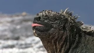 The Galapagos Islands HD