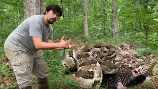 The Timber Rattlesnake is NOT Aggressive!