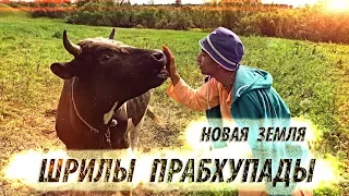 Новая земля Шрилы Прабхупады. Защита коров