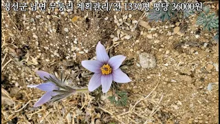 이렇게 싼 토지가? 정선부동산 정선군 남면  무릉리 계획관리/전 1334평 4500만원으로 인하 농막짓기 농업경영체등록 농업직불금 정선꽃차아저씨 033-592-1147