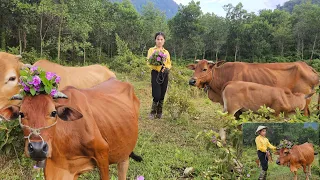 cow care. Harvest water hyacinth to cook pork bran-Lý Hương-Daily Life