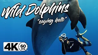 Snorkeling Egypt | Dolphins in Hurghada | GoPro 4K 60FPS