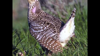 Sharp-tailed Grouse Mating Ritual Dance