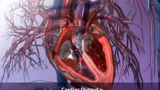 Cardiac Output and How to Calculate It | Visible Body