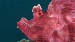 Mucky Secrets - Part 14 - Scorpionfishes, Rhinopias, Lionfishes - Lembeh Strait