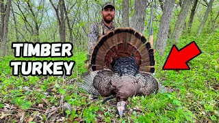 BIG WOODS Turkey Hunting!!! - (Gobblers who go the OTHER WAY!)