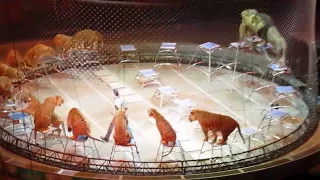 Ringling Bros.Tigers and Lions