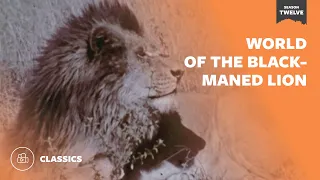 World of the Black-Maned Lion | Mutual of Omaha's Wild Kingdom