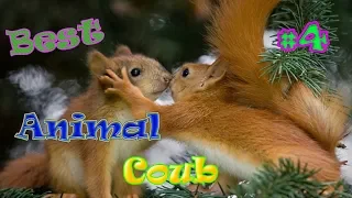 ЛУЧШИЕ ПРИКОЛЫ  | Best coub animal #4 | Смешная подборка приколов про животных